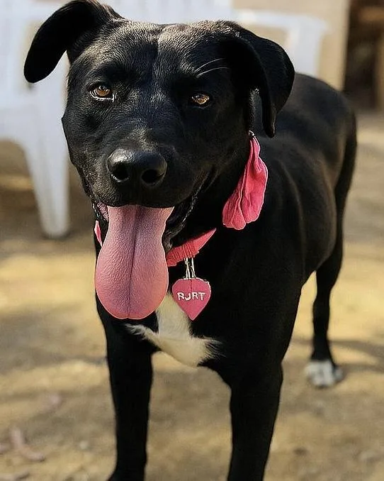 Ruby Aka Black Betty thumbnail 4