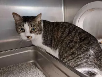 An adult medium-sized male Domestic Short Hair cat named Ace for adoption in Ringoes, NJ