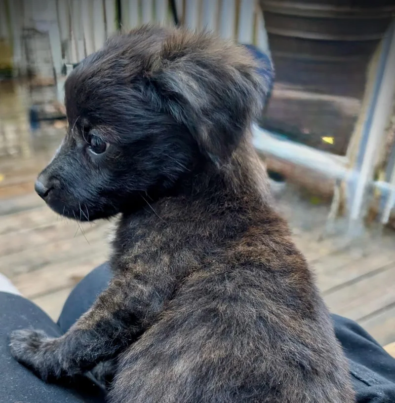 A baby medium-sized female Black Spaniel dog named Josie for adoption in Chatham, NJ