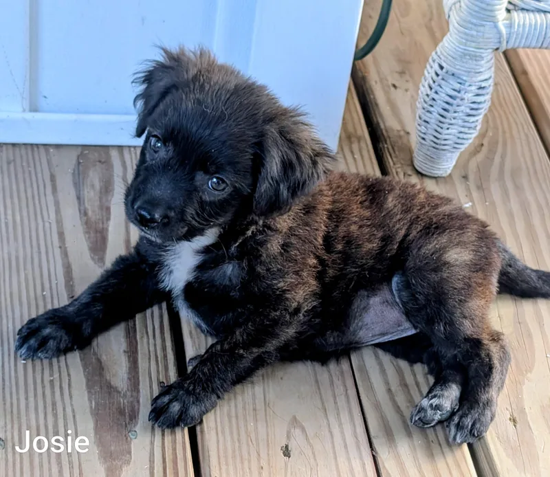 Josie thumbnail 2