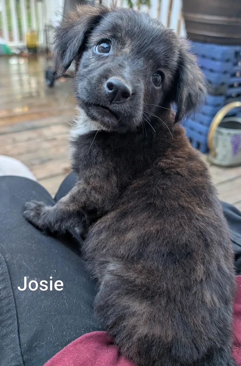 Josie thumbnail 4