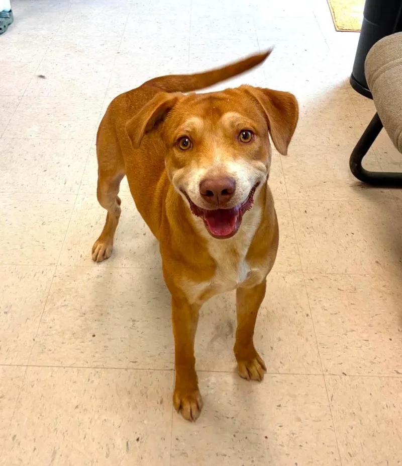 A young medium-sized male Apricot / Beige Shepherd dog named Smiley for adoption in Senatobia, MS