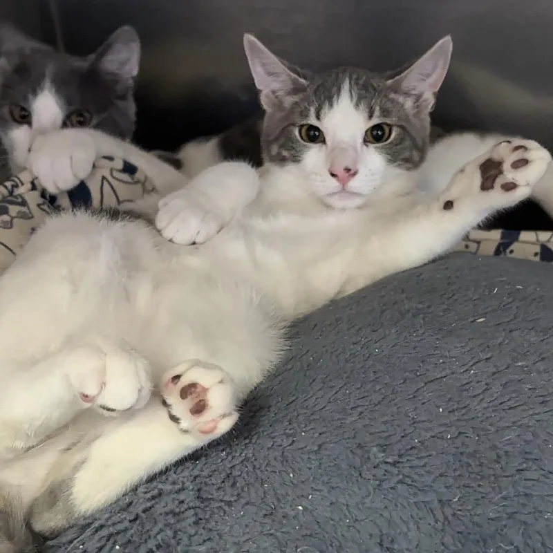 A baby small-sized male Gray / Blue / Silver Domestic Short Hair cat named Microwave for adoption in Spokane, WA