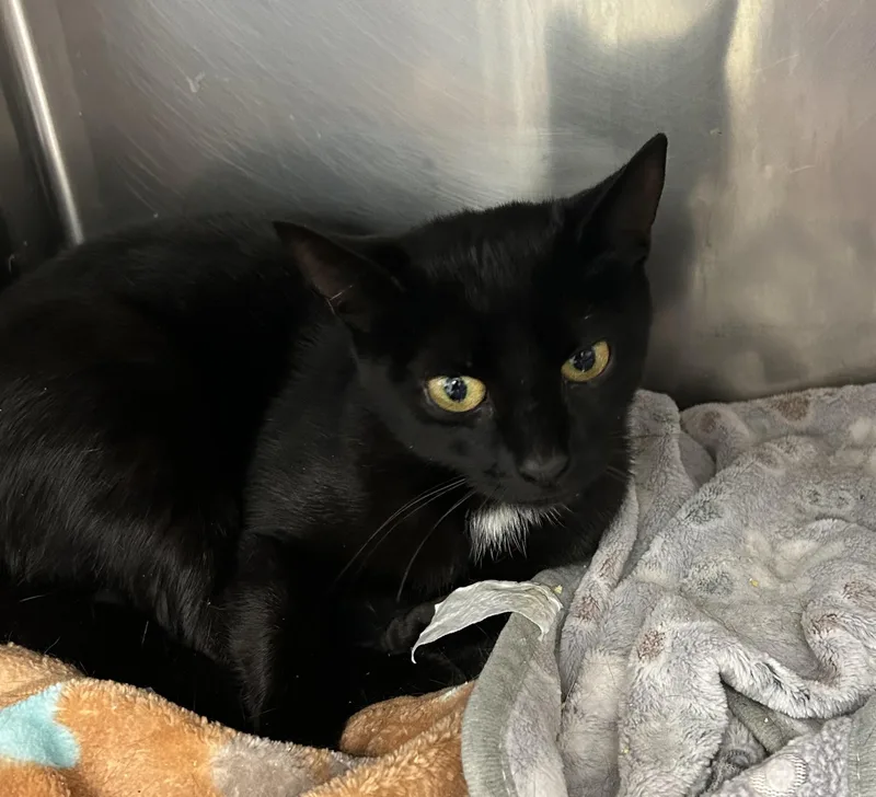 A young medium-sized female Black Domestic Short Hair cat named Amy for adoption in Lambertville, NJ