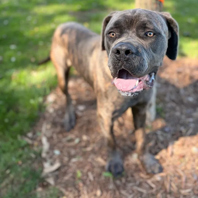 An adult large-sized male Brindle Mixed Breed dog named Munster for adoption in Pittsburgh, PA