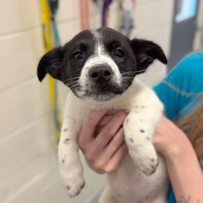 A baby medium-sized female Black Mixed Breed dog named Tecna for adoption in Hendersonville, NC