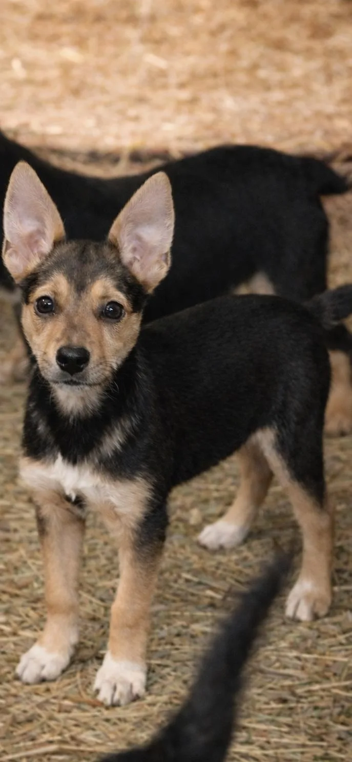 A baby medium-sized female Australian Kelpie dog named Nova for adoption in Hallsville, MO