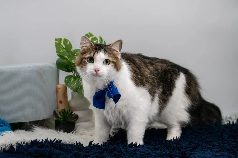 Mr Pibb