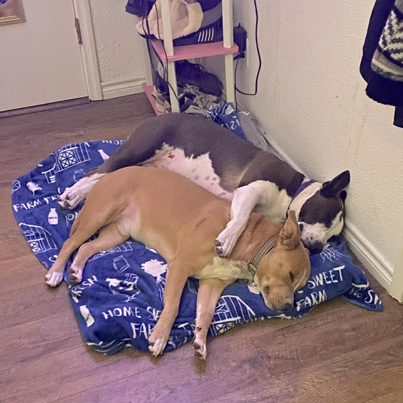 Irish Bailey thumbnail 2