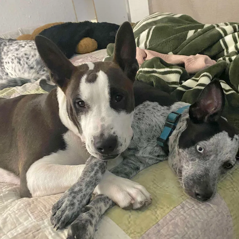 Irish Bailey thumbnail 3