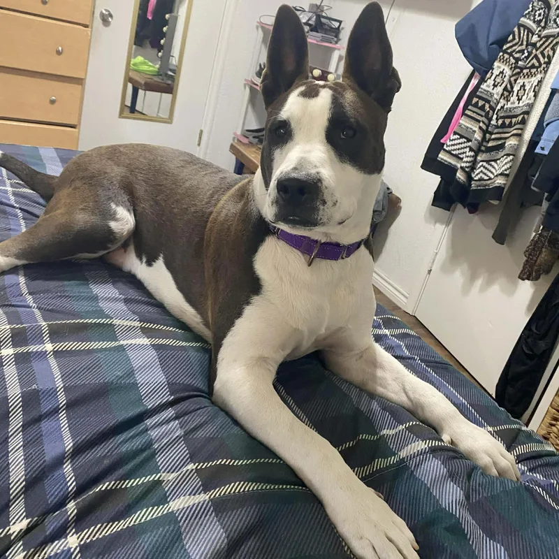 Irish Bailey thumbnail 5