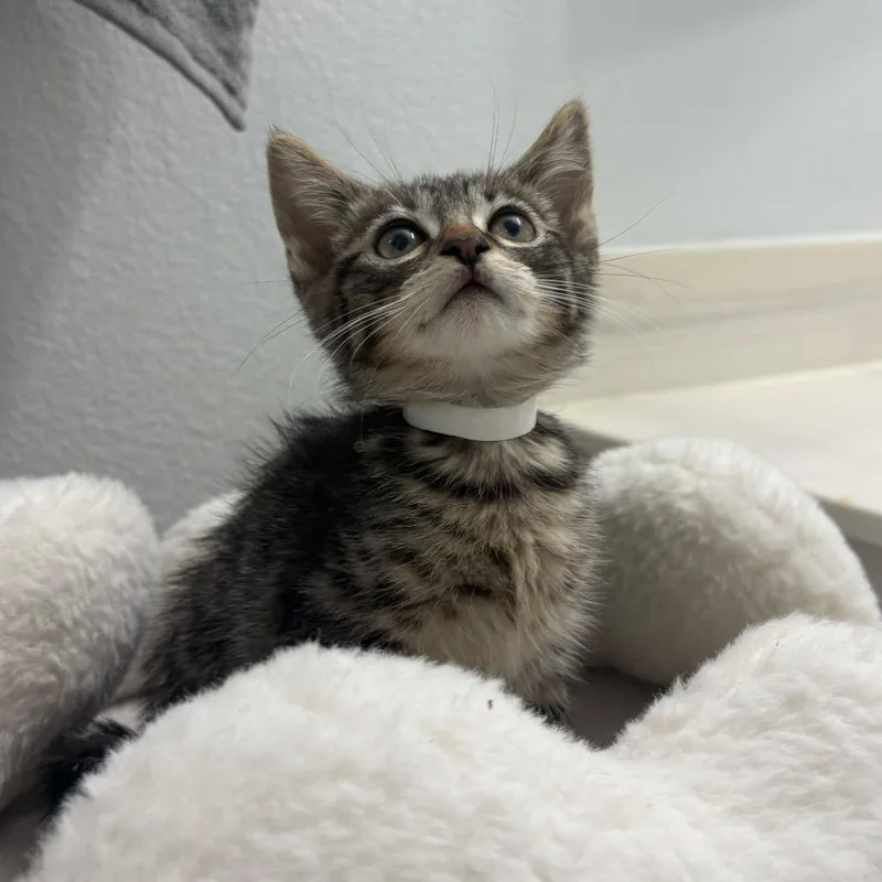 A baby small-sized female Brown / Chocolate Domestic Short Hair cat named Cora for adoption in Las Vegas, NV
