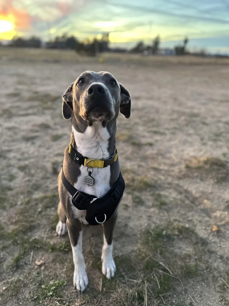 A young medium-sized male Gray / Blue / Silver American Staffordshire Terrier dog named Aspen for adoption in santa monica, CA