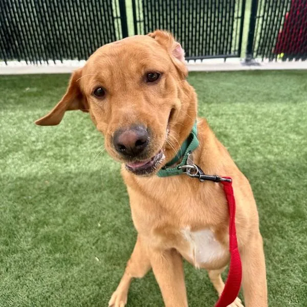 Rainbow Lorikeet thumbnail 2