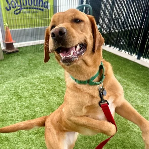 Rainbow Lorikeet thumbnail 3