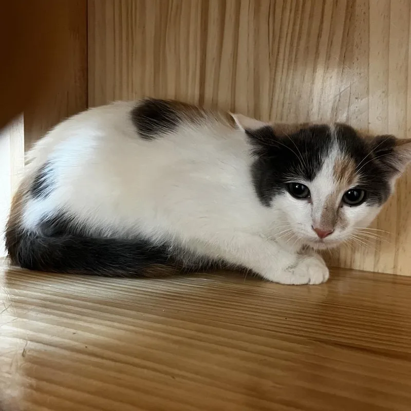 A baby small-sized female Calico Domestic Short Hair cat named Eclair for adoption in Yucca Valley, CA