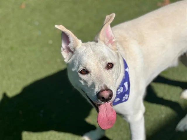 An adult medium-sized male German Shepherd Dog dog named Judo for adoption in Charlotte, NC