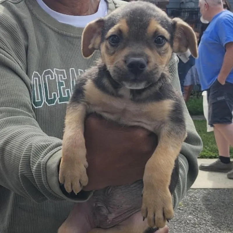 A baby medium-sized male Beagle dog named Isaac for adoption in Hamilton , NJ