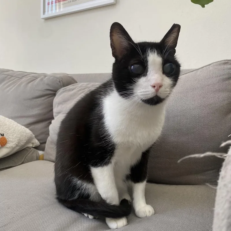 An adult large-sized male Black Domestic Short Hair cat named Drake for adoption in Los Angeles, CA