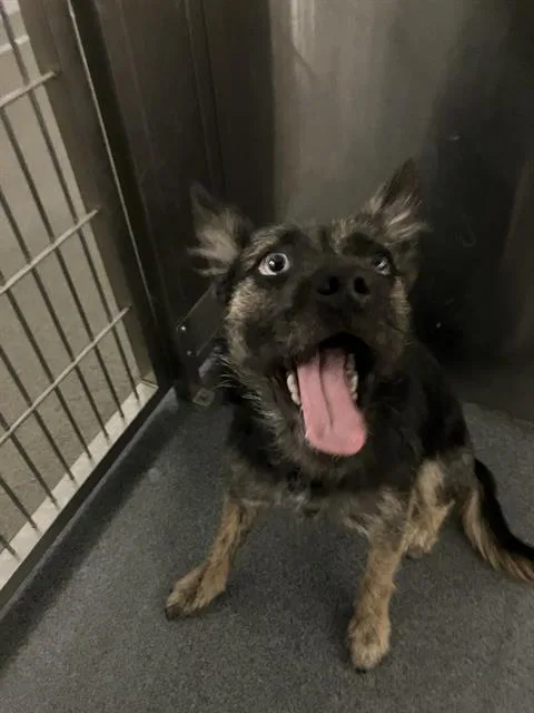A young small-sized male Mixed Breed dog named Sage for adoption in Dallas, TX