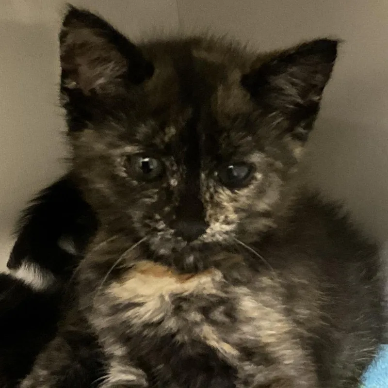 A baby small-sized female Tortoiseshell Domestic Short Hair cat named Bailey for adoption in Redwood City, CA