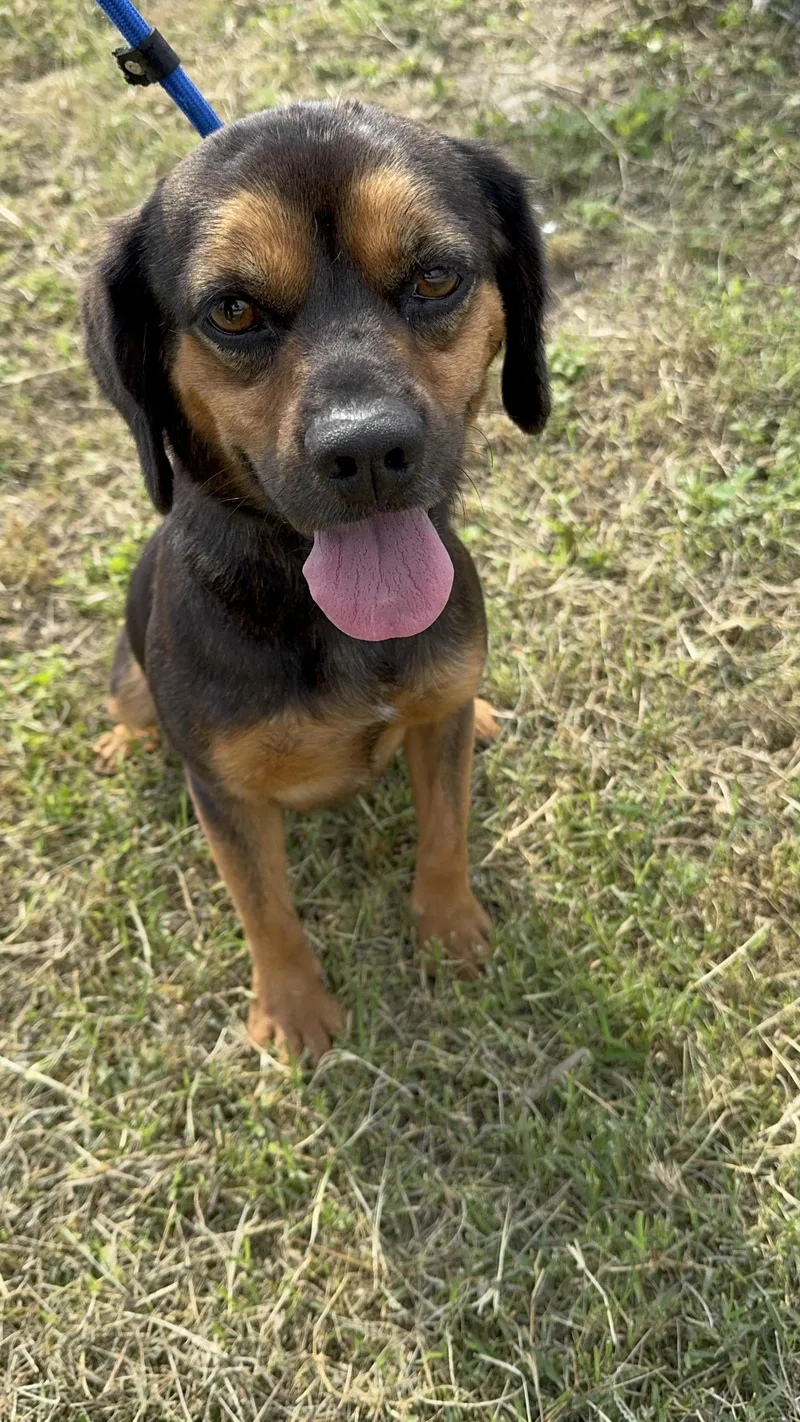 An adult small-sized male Cocker Spaniel dog named Sir Callahan Shorttail The for adoption in Gainesville, VA