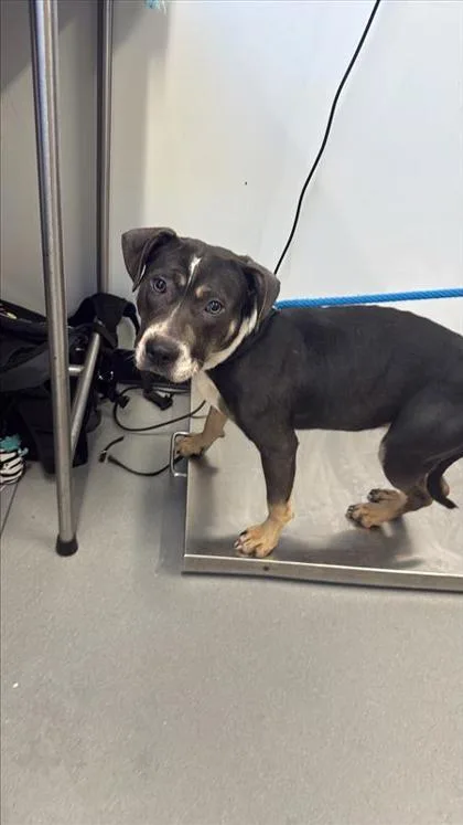 An adult small-sized female Mixed Breed dog named Rowena for adoption in West Chester, PA