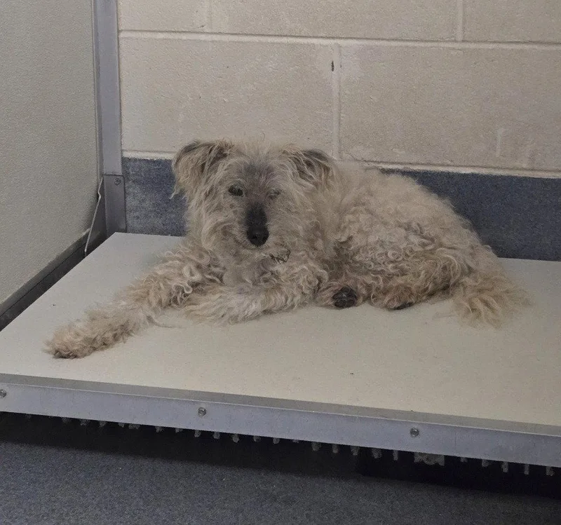 An adult small-sized male Schnauzer dog named Pr  Drew for adoption in Glen Allen, VA