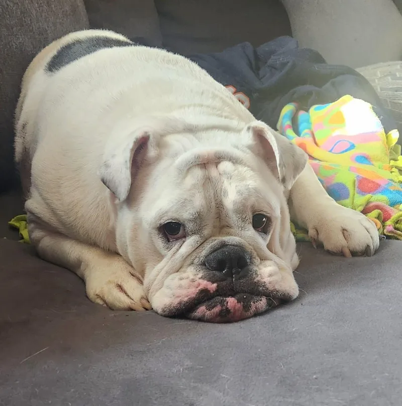 Jelly Roll thumbnail 2