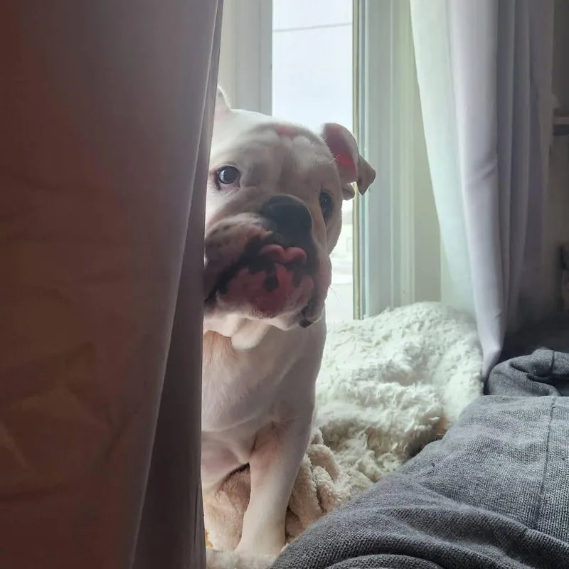 Jelly Roll thumbnail 4