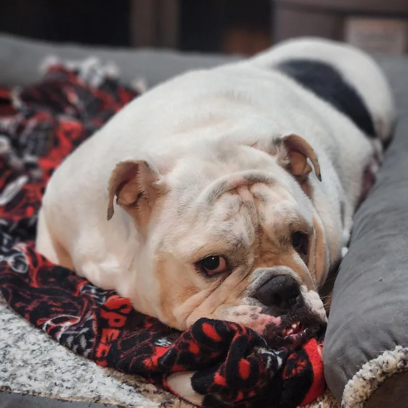 Jelly Roll thumbnail 5