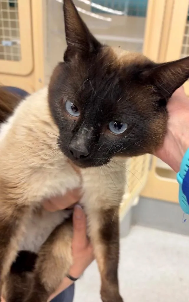An adult medium-sized male Domestic Short Hair cat named Cocoanut for adoption in Fort Lupton, CO
