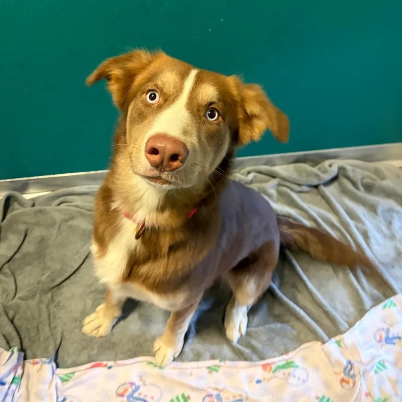 A young medium-sized male Husky dog named Prince Harry for adoption in Wilmington, DE