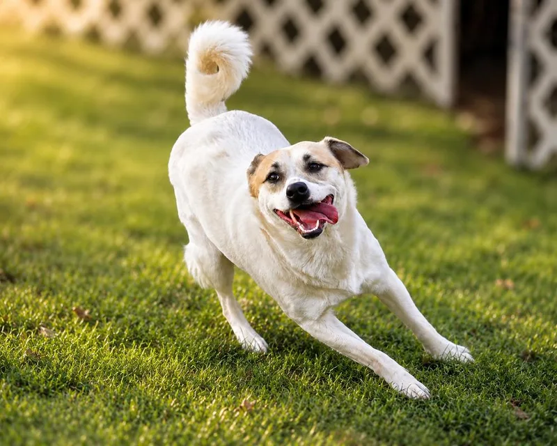 A young medium-sized female Mixed Breed dog named Patches for adoption in Wilton, CA