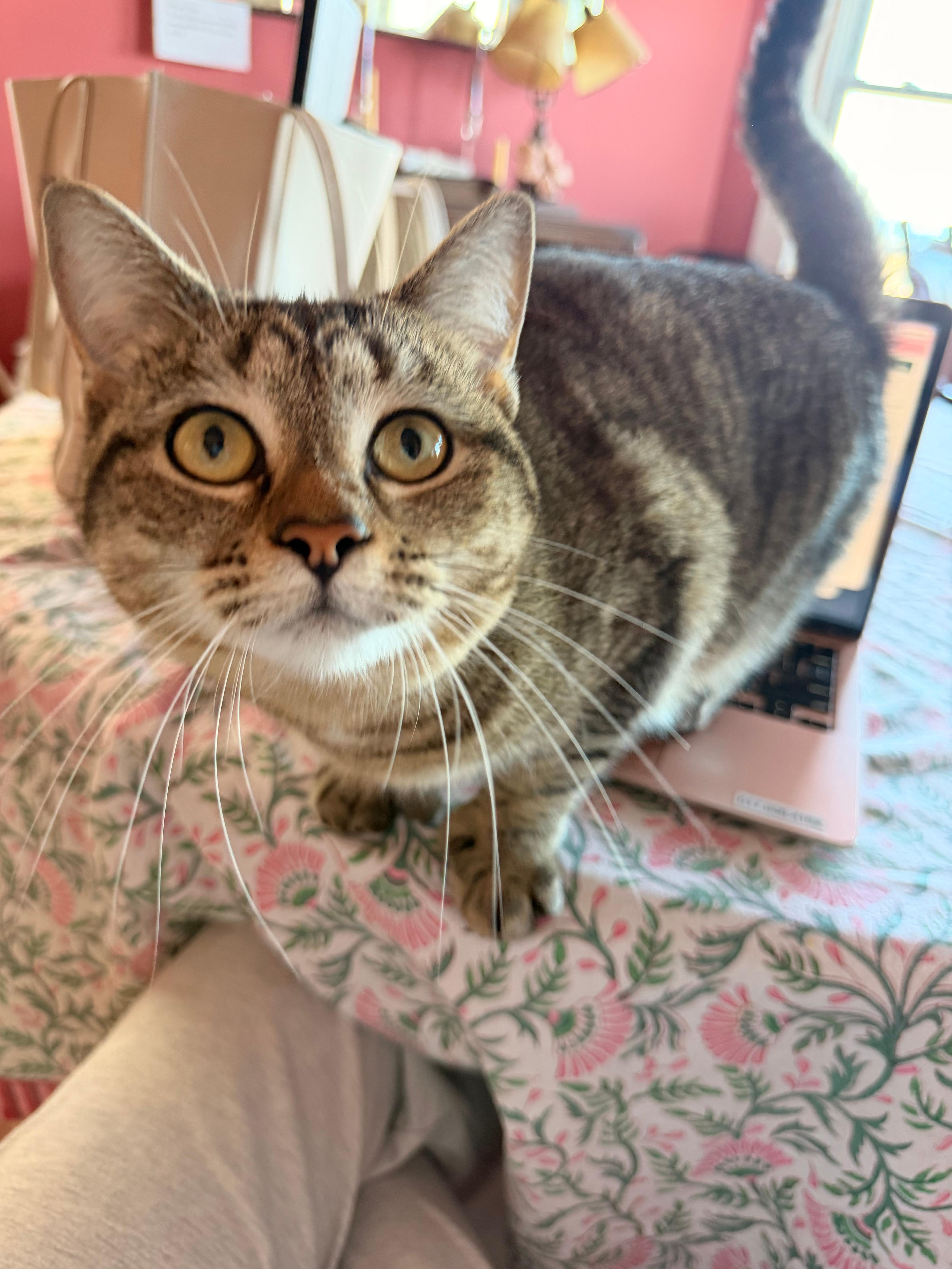 An adult medium-sized female Domestic Short Hair cat named Princess for adoption in Melrose, MA