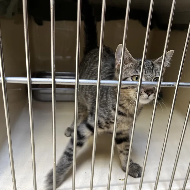 A baby medium-sized male Tabby (Brown / Chocolate) Tabby cat named Pom Pom for adoption in Clarksville, VA
