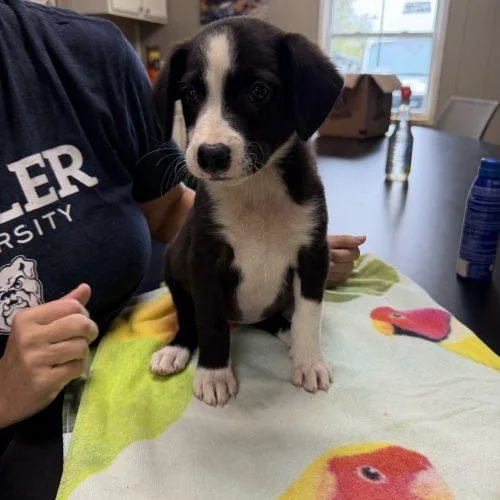 A baby small-sized female Mixed Breed dog named Yaya for adoption in Bellmawr, NJ