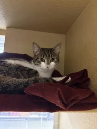 An adult medium-sized female Domestic Short Hair cat named Bubbles for adoption in West Chester, PA