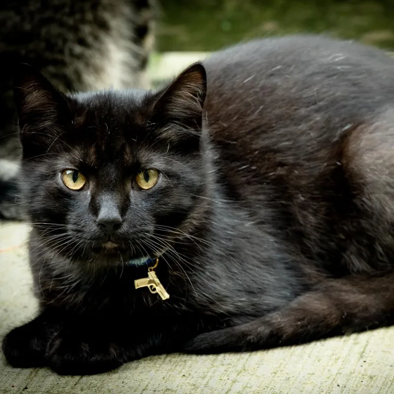 A young medium-sized male Black Domestic Short Hair cat named Wade Wilson for adoption in Victor, NY