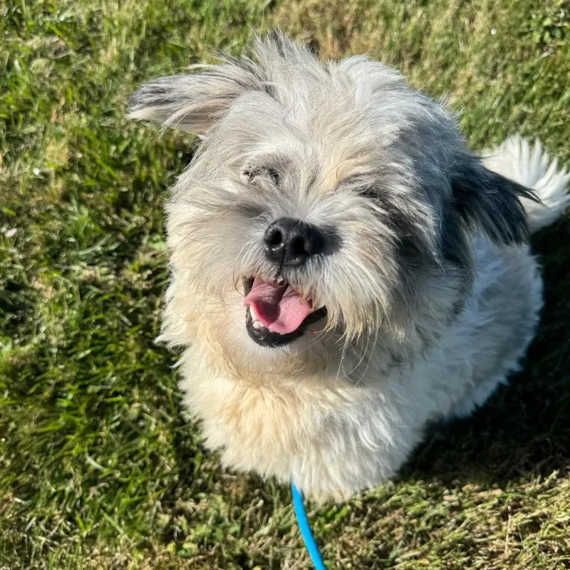 An adult small-sized male White / Cream Shih Tzu dog named Buzz for adoption in Newberg, OR