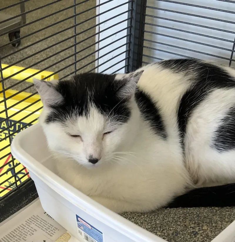 A young medium-sized female Black & White / Tuxedo Domestic Short Hair cat named Mama for adoption in Parma, OH