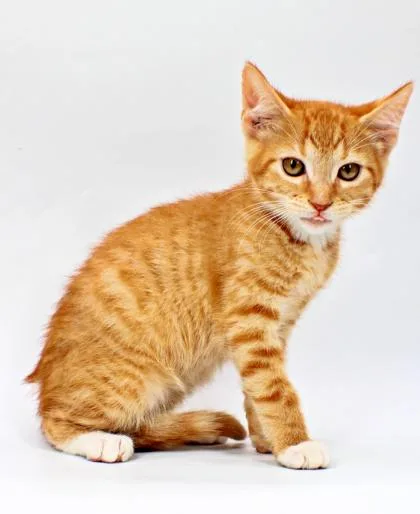 A baby small-sized male Domestic Short Hair cat named Ruble for adoption in Morton Grove, IL