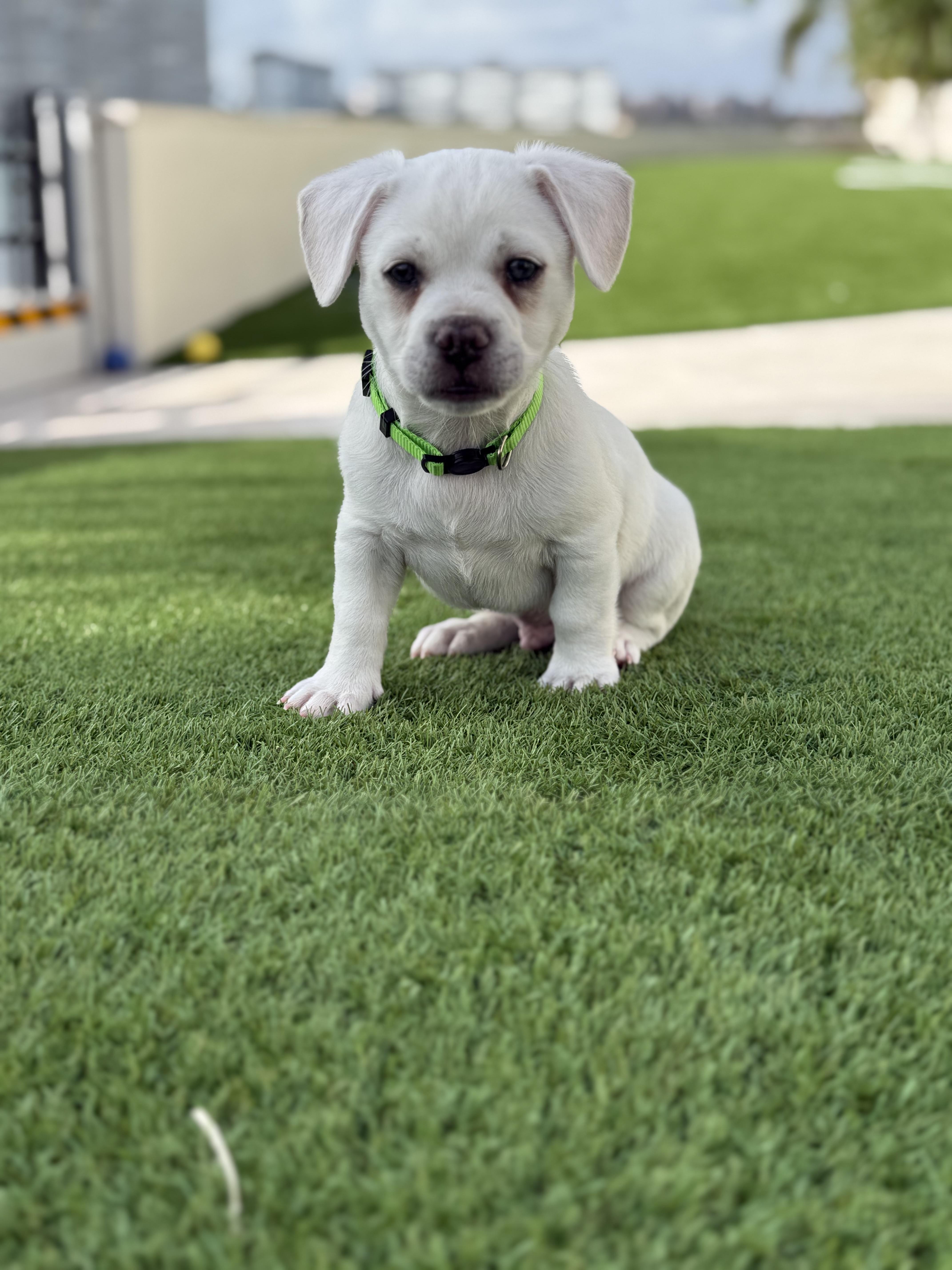 Scout