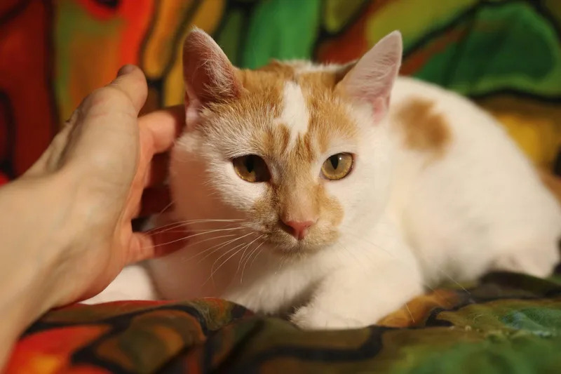 A young medium-sized male Orange & White Domestic Short Hair cat named Adder for adoption in New Prague, MN
