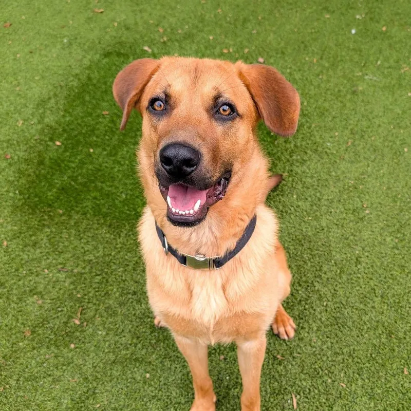 A young medium-sized male Brown / Chocolate Mixed Breed dog named Roy for adoption in Gainesville, GA