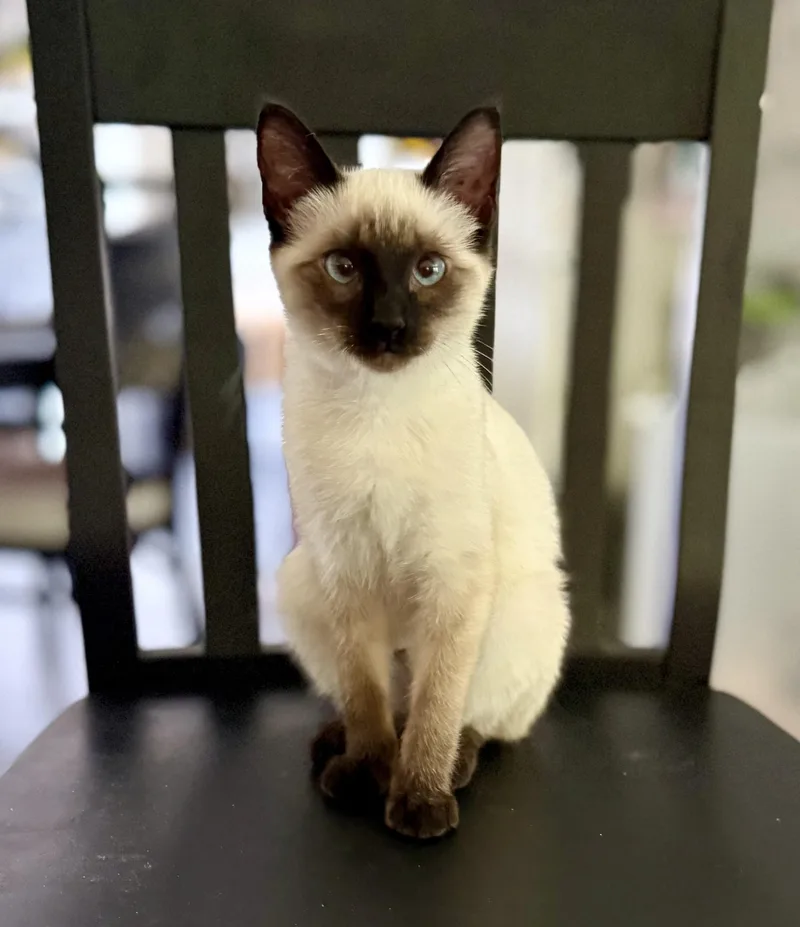 A young medium-sized female Siamese cat named Bailey for adoption in Jacksonville, AR