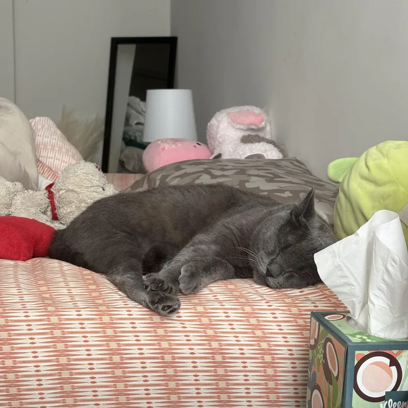 Pillow