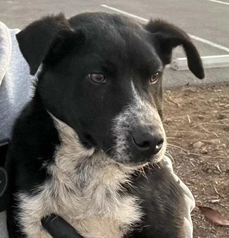 A baby medium-sized male Australian Cattle Dog / Blue Heeler dog named Frisco for adoption in McFarland, CA