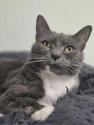 An adult medium-sized female Domestic Short Hair cat named Amira for adoption in Batavia, OH