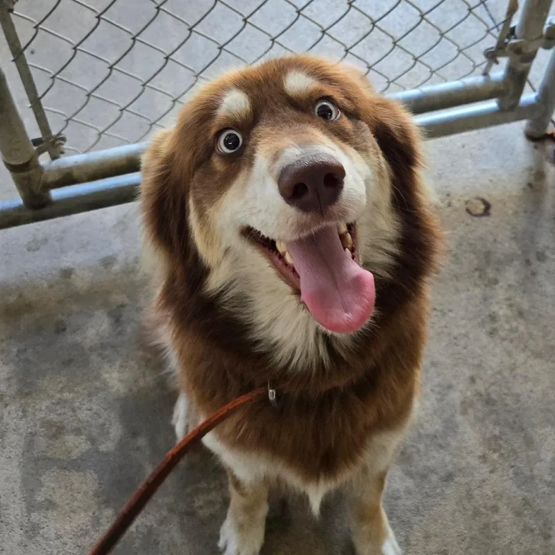 An adult medium-sized female Mixed Breed dog named Sophia for adoption in Mount Gilead, NC